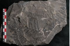 Foto (Detailansicht) von Hawlea miltoni Artis (NHMW-GEO-2024-0188-10951)